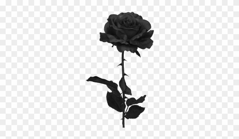 Suicide Clipart Rose - Black Rose Png #1349689