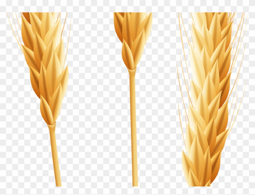 Wheat Png Clip Art Image Clipart Pinterest Art Images, - Wheat Corners Transparent Background #1349747