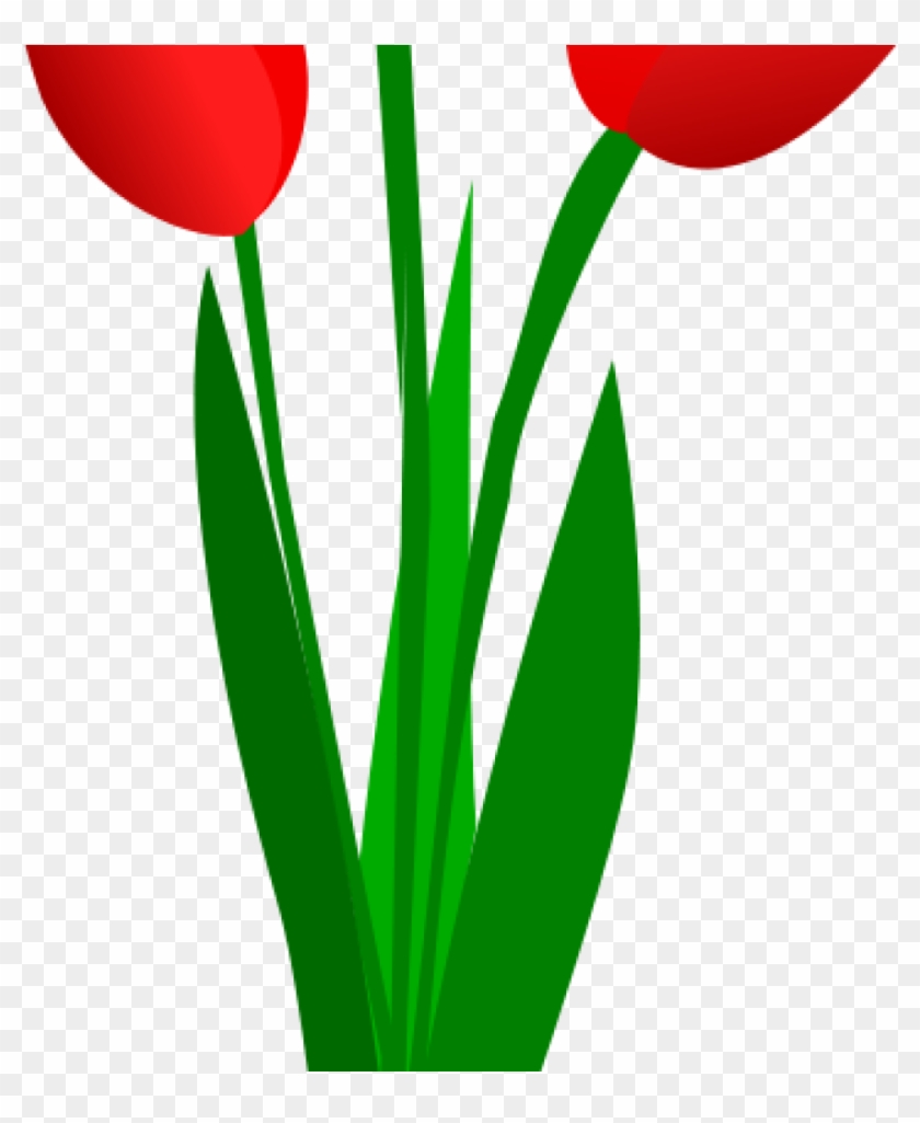 Tulip Clip Art Free Clipart Three Red Tulips Olku Plant - Clip Art #1349985