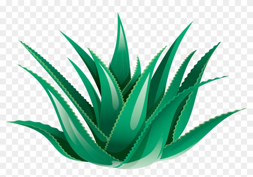 Clipart Black And White Library Agave Vector Azul - Agave Icon Png #1350946