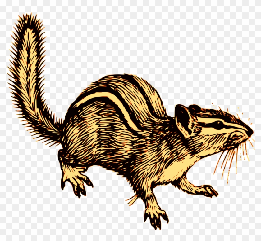 Chipmunk Squirrel Download Image Resolution - Png Background #1351109