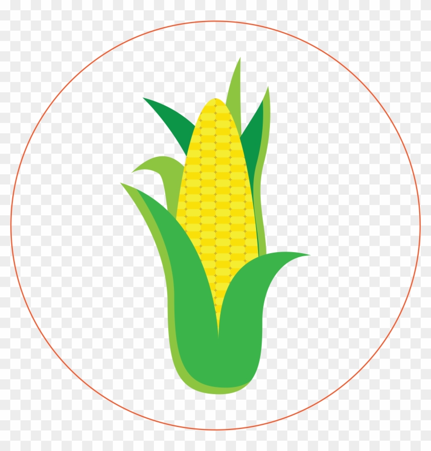 Corn - Maize #1352479