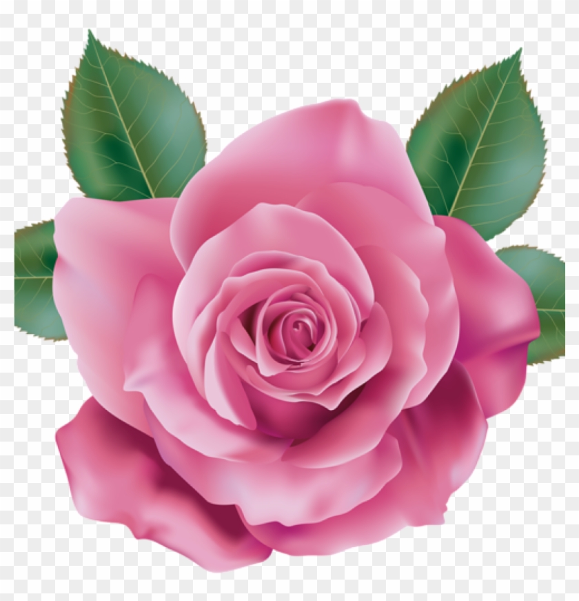 Pink Rose Clipart Rose Clipart Pink Rose Transparent - Rose Pink Transparent #1352843
