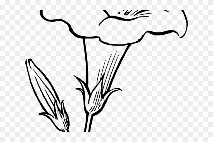 Morning Glory Clipart Garden Flower - Lily Flower Clipart Black And White #1353039