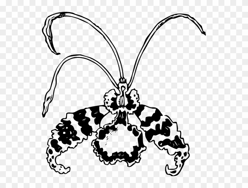 Butterfly Orchid Black White Line Art 555px - Orchid Clip Art #1353203