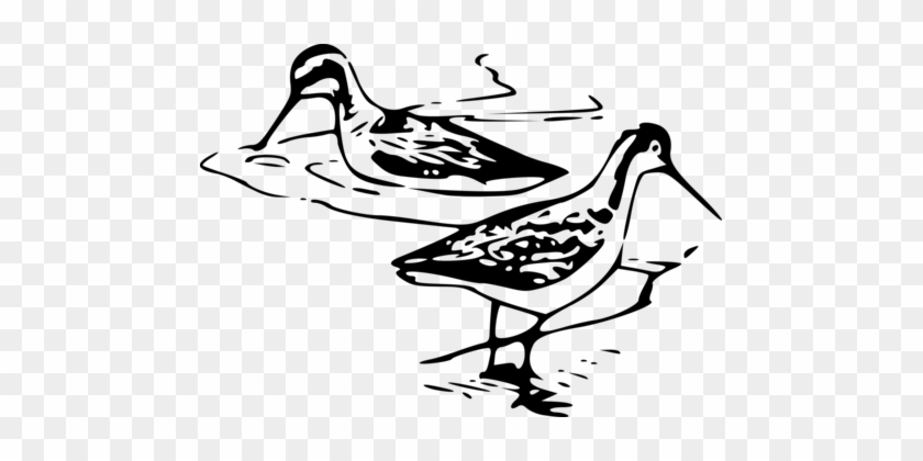 Shorebirds Line Art Black And White Beak - Shore Bird Clip Art #1353320