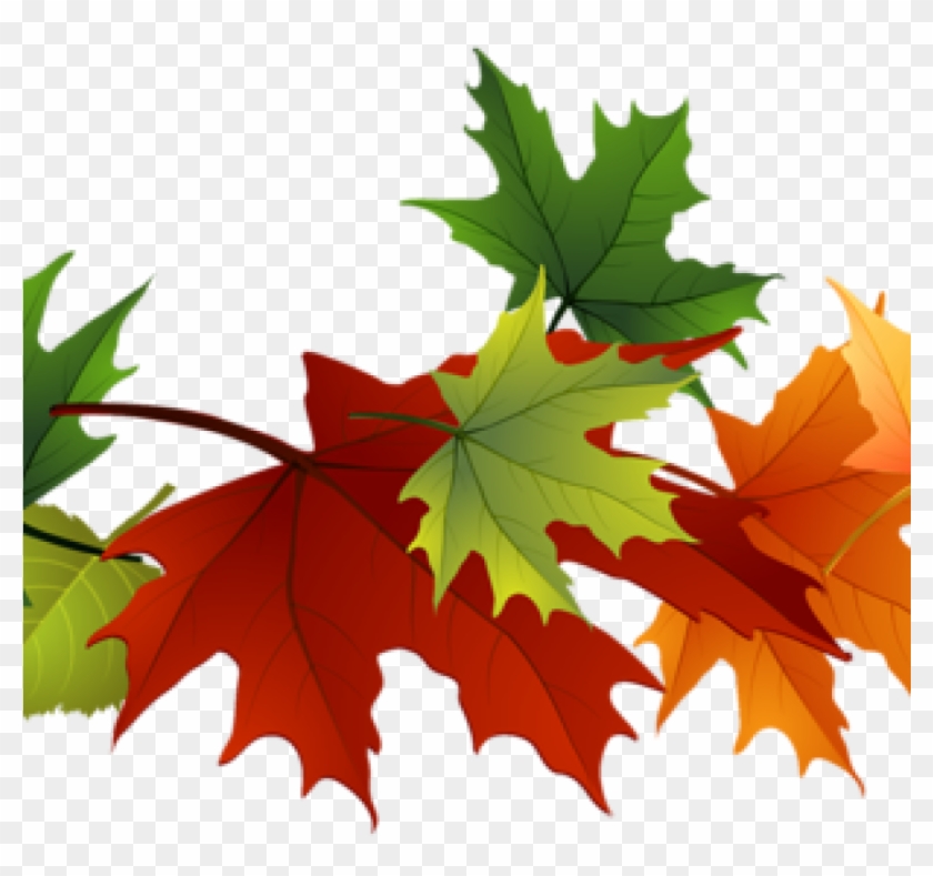 Fall Foliage Clipart Fall Foliage Clipart Fall Transparent - Fall Color Leaves Clipart #1354441