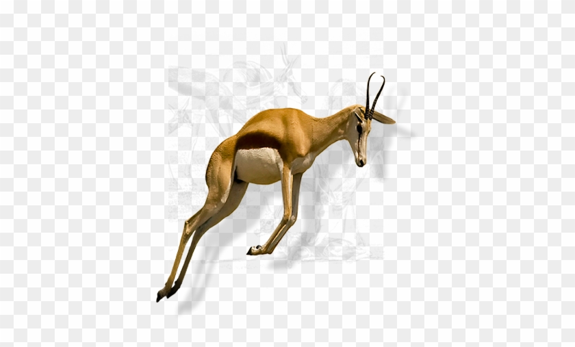 National Animal Springbuck/springbok - South African National Symbols And Their Meanings #1354798