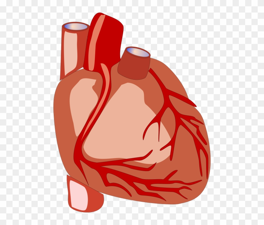 Heart,human - Human Heart Png Gif #1355197