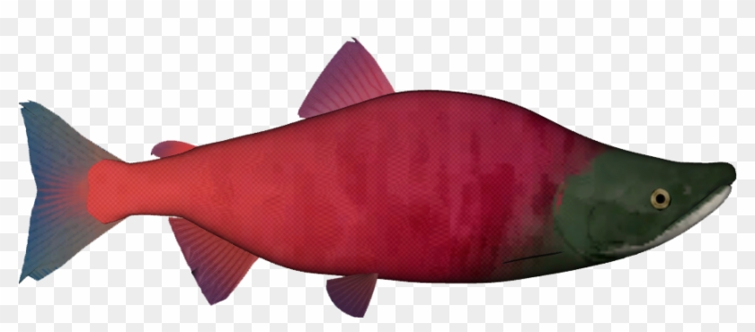 Sockeye Salmon Png Clip Art Free - Sockeye Salmon #1355265