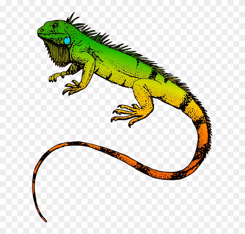 Iguana Png Transparent Iguana Images - Green Iguana Oval Ornament #1355517