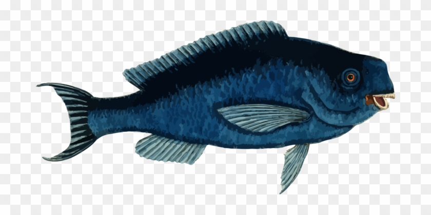 Blue Parrotfish Tropical Fish Atlantic Blue Marlin - Blue Parrotfish Art #1356034