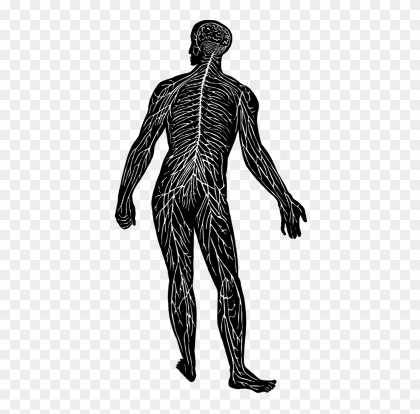 All Photo Png Clipart - Peripheral Nervous System Inside Body #1356348