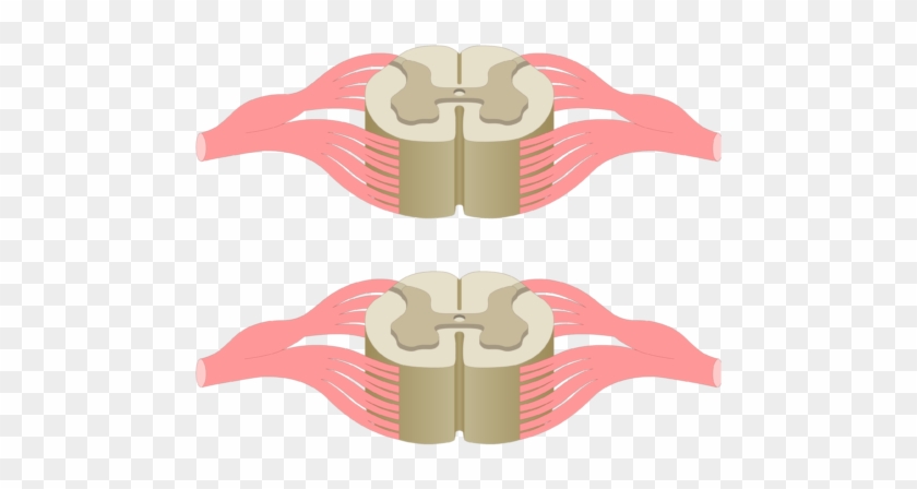 Cross Section Of The Spinal Cord Showing 2 Lumbar Segments, - Spinal Cord #1356351