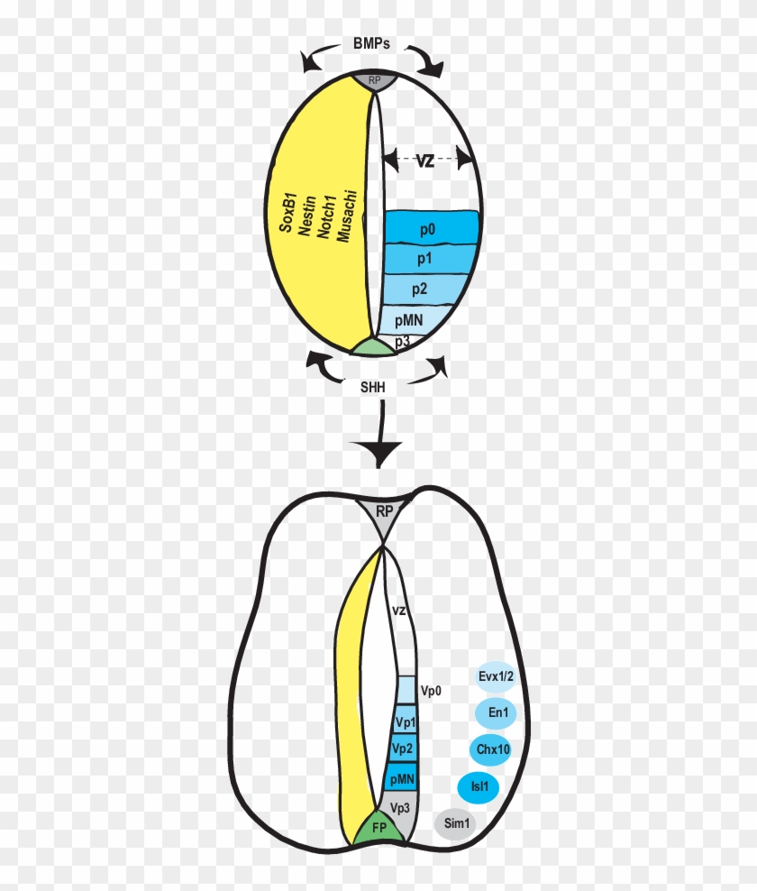 Regionalization Of The Vertebrate Spinal Cord - Regionalization Of The Vertebrate Spinal Cord #1356378