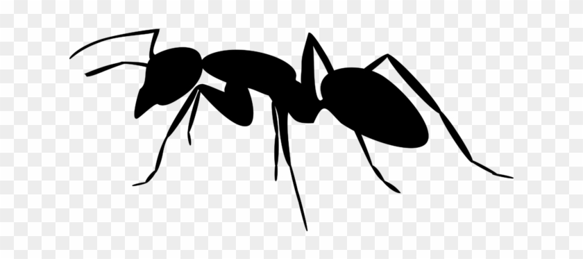 Image - Ant Silhouette Png #1356486