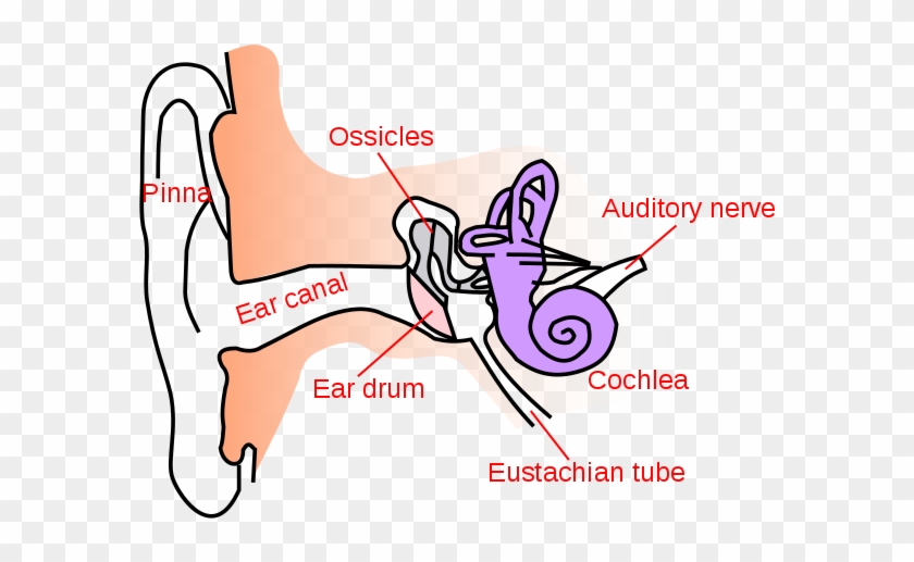Noise Clipart Ear Sound - Simple Anatomy Of Ear #1357964