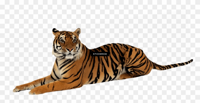 Tiger - Imagem Tigre Png #1358345