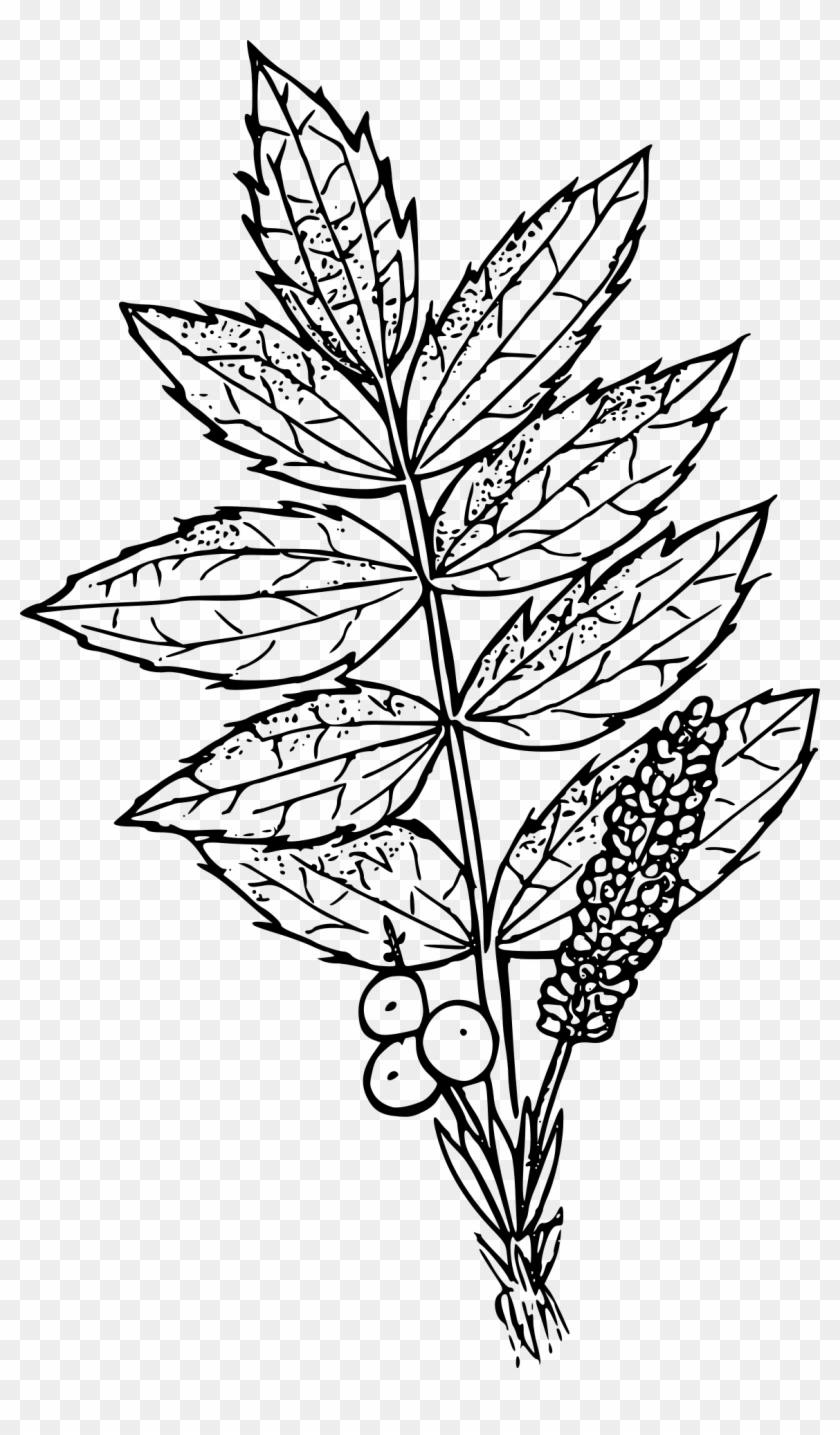 Drawing Clip Art Transprent - Oregon Grape Black And White #1358725