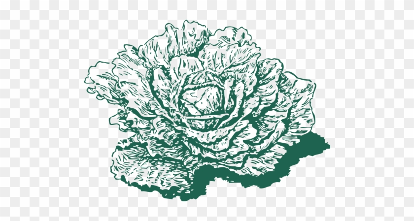 Cabbage Drawing Botanical Png #1358869