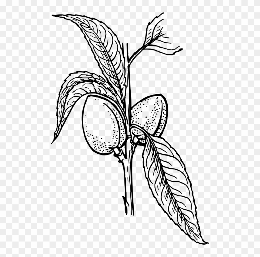 Plant Drawing Arecaceae Line Art Almond - Cocoa Tree Clipart Black And White #1359002