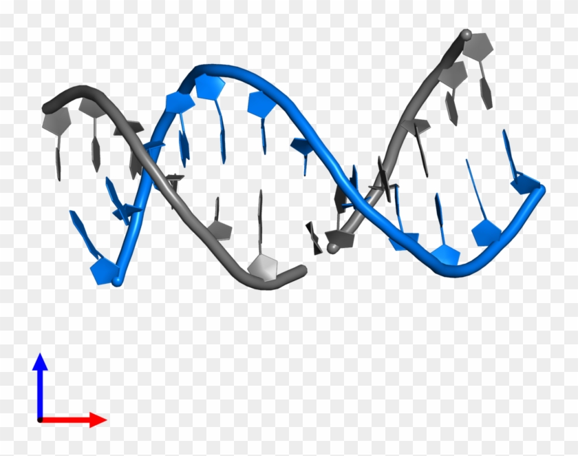 Pdb Entry 2n9h Contains 1 Copy Of Dna 3') In Assembly - Pdb Entry 2n9h Contains 1 Copy Of Dna 3') In Assembly #1359578