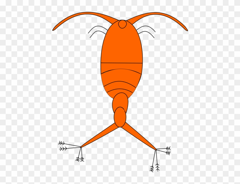 Plankton And Karen Zooplankton Phytoplankton Copepod - Copepodo Png #1359698