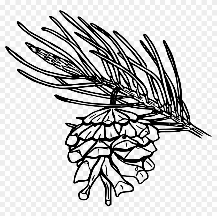 Pine Clipart Big Plant - Pine Cone Drawing Png #1360012