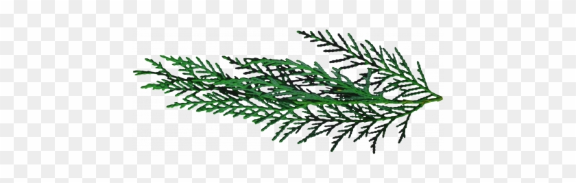 Oregonian Pine Branch - Digital Scrapbooking #1360013