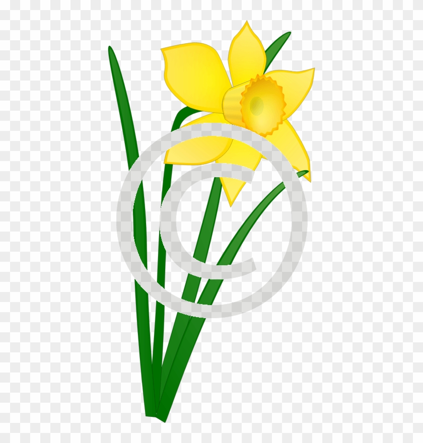 Daffodil - Png - Welsh Daffodil Clip Art #1360267