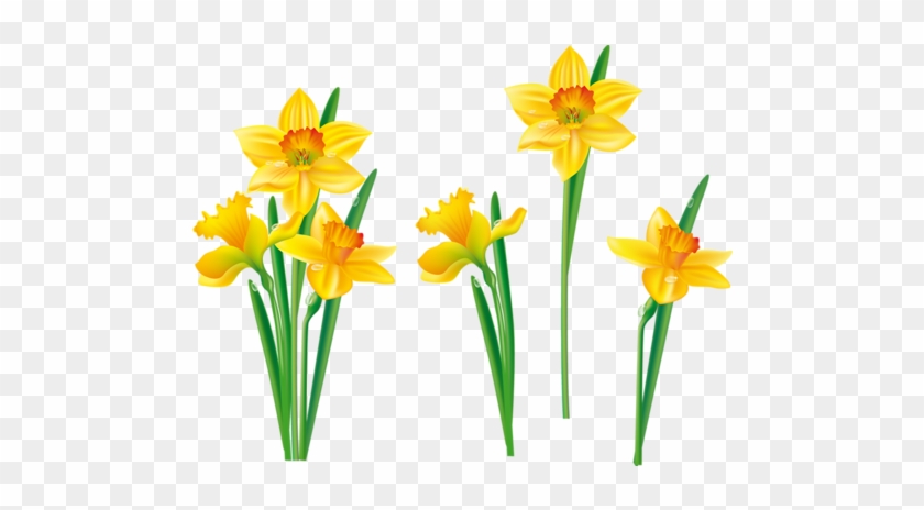 Read It - Daffodils Flower Clipart - Free Transparent PNG Clipart ...