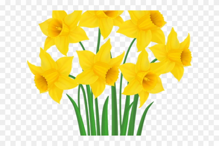 Daffodils Clipart - Daffodil Clip Art Png #1360294