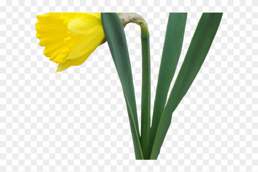Daffodil Clipart Tulip - Daffodil Transparent #1360296