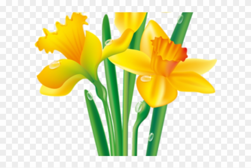 Daffodil Clipart Yellowflower - Daffodil Drawing No Background #1360315