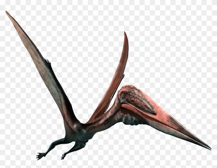 Pterodactyl Png Sublimation Design, Hand Drawn Pterodactyl Png,Pterodactyl  Portrait Png,Dinosaur Png,Dinosaur Portrait Png Digital Downloads