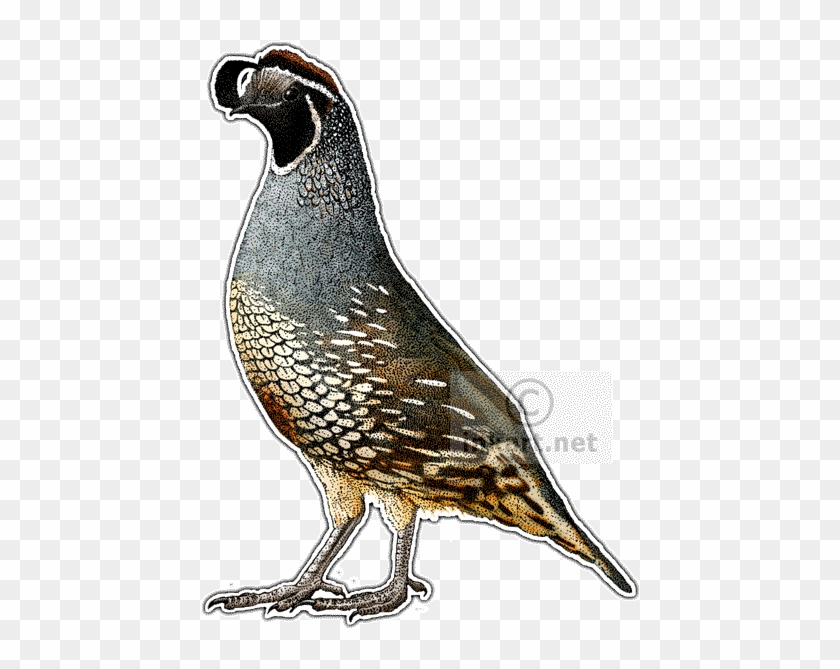 California Quail Line Art And - California Quail Oval Ornament #1362652