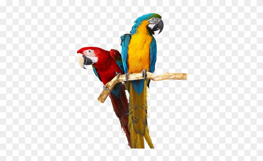 Quail Ridge Animal Hospital Vetrinarian Quail Ridge - Taloyer Dangling Ball Bell Bird Parrot Cage Hanging #1362683