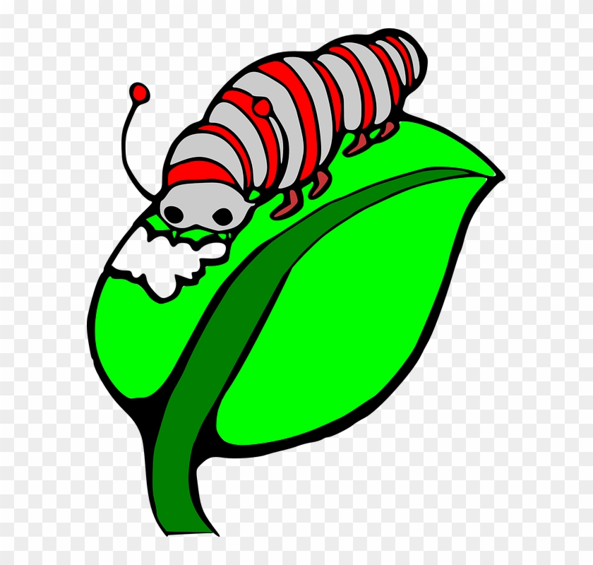 Eating Worm, Leaf, Caterpillar, Bug, Colored, Insect, - Silk Worm Clipart #214908