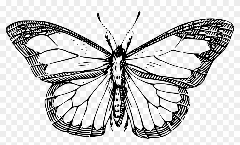 Line Drawing Clip Art - Line Drawing Of A Butterfly #215213