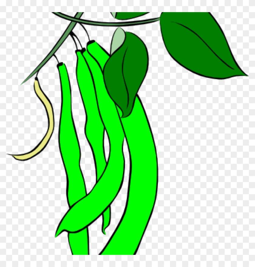 String Beans Clip Art Green French Bean Clip Art At - Green Beans Leaf Clipart #1362886