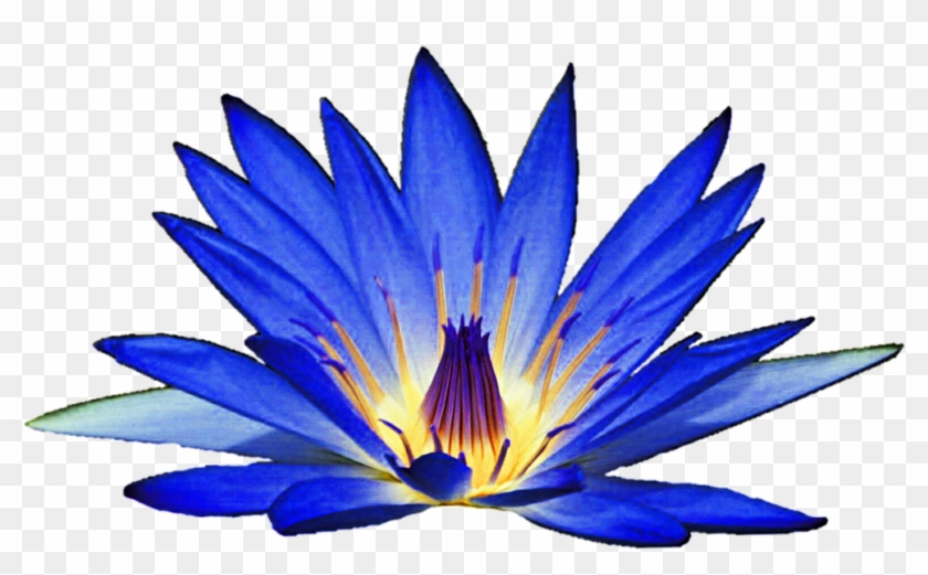 Blue Water Lily Flower Clipart - Blue Water Lily Clipart #1362954
