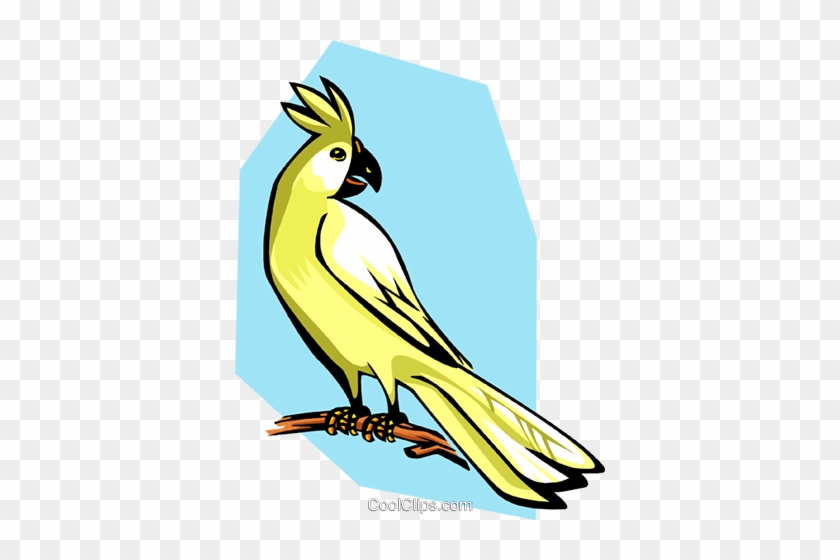 Cockatoo Royalty Free Vector Clip Art Illustration - Cockatiel #1363280