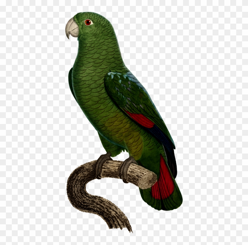 Budgerigar Drawing True Parrot Cockatoo - Black Billed Parrot #1363281