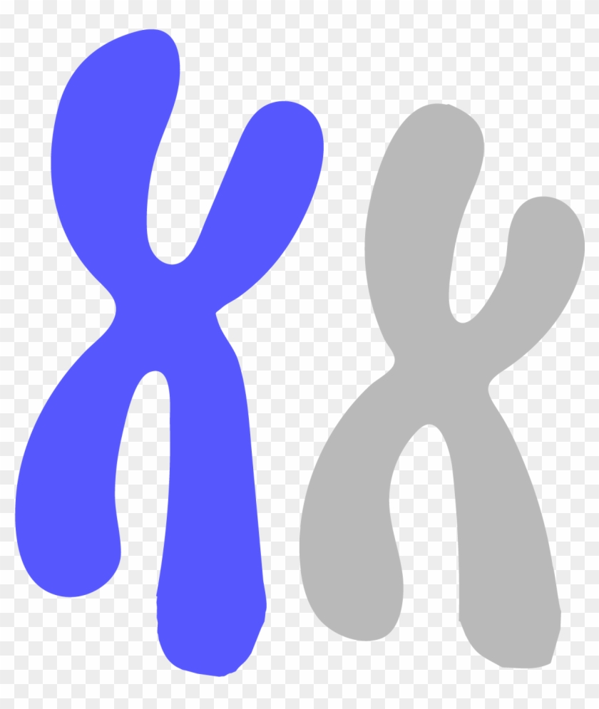 Chromosome - Chromosome #1363395