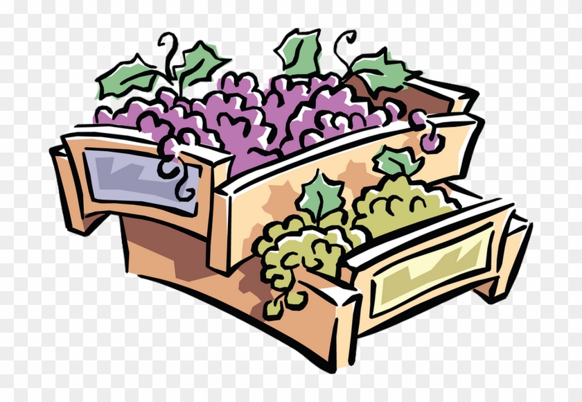 Grape #1363602