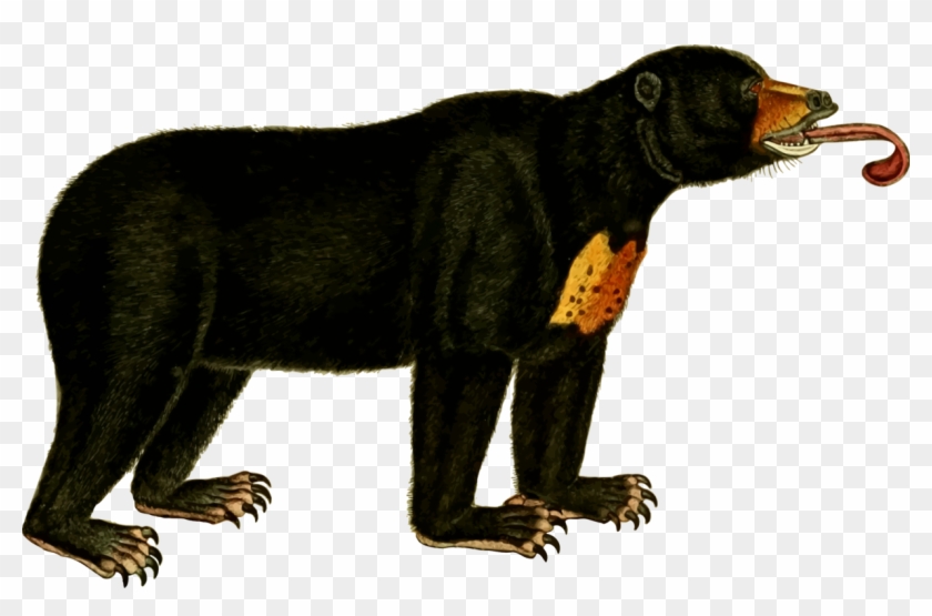 American Black Bear Polar Bear Sun Bear Koala - Sun Bear Clipart #1364342