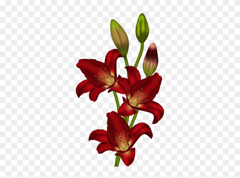 Flores Encontradas En La Web Lilium, Stargazer, Flower - Red Lily Png #1364546