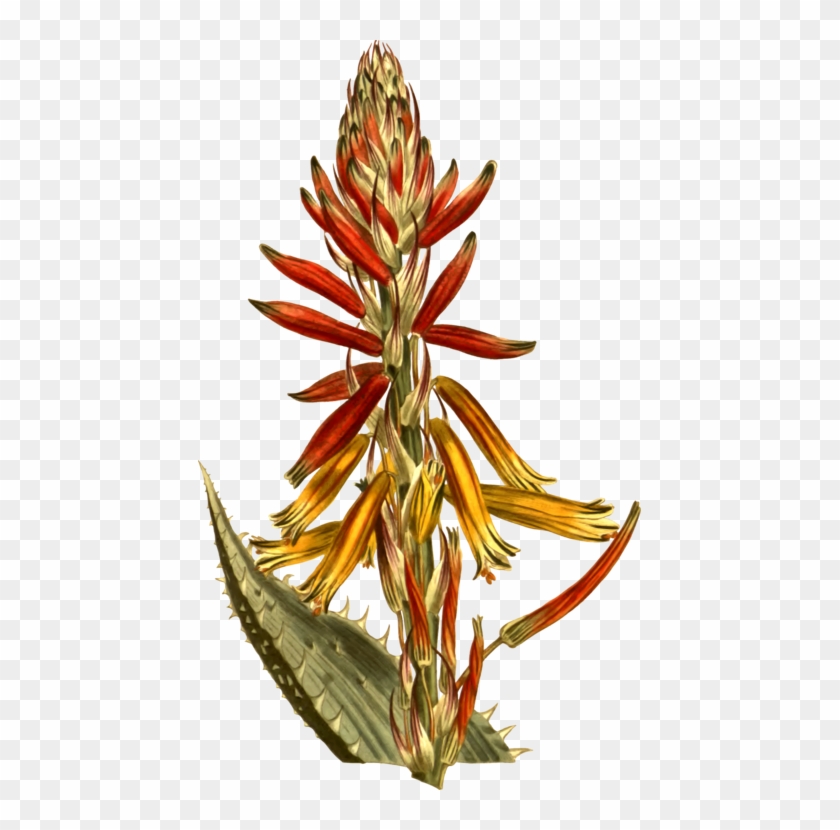 Moninckx Atlas Candelabra Aloe Hedgehog Aloe Aloe Vera - Aloes #1364883