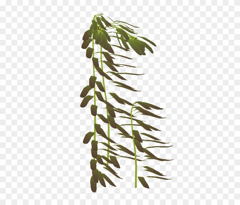 Clip Art Royalty Free Algae Clipart Giant Kelp - Kelp Png #1364889