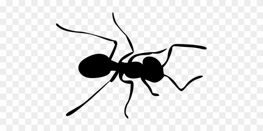 Carpenter Ant Insect Silhouette - Silhouette Ant #1365069